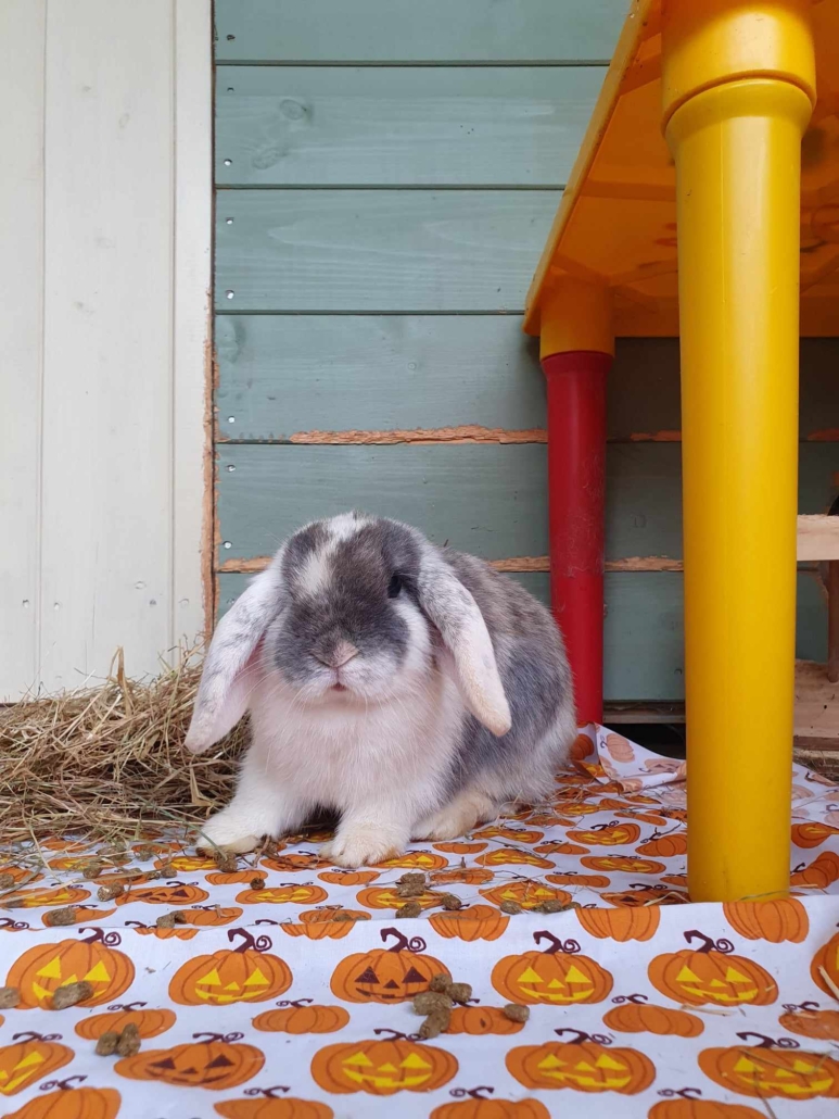 Happy Halloween! RSPCA Kent North West